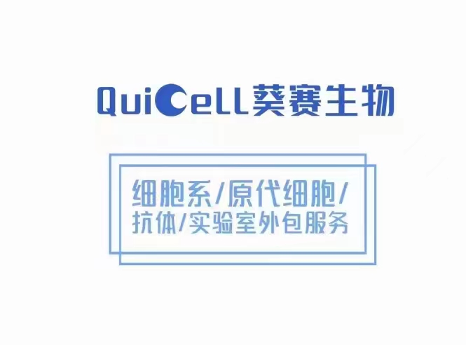 人T淋巴细胞专用完全培养基